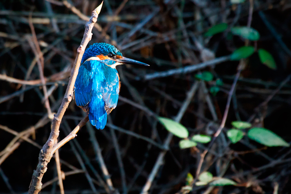 _L'oiseau_Bleu2.jpg