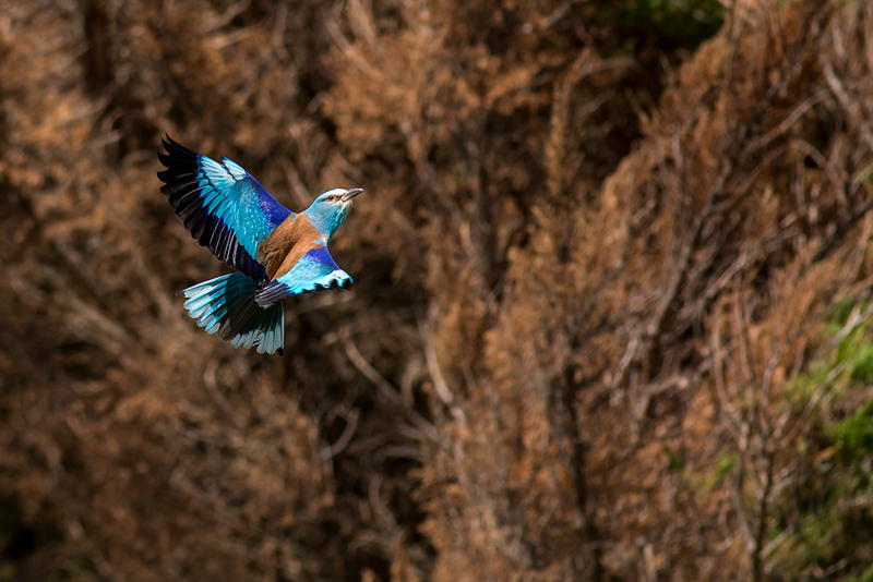 La corneille bleue.jpg