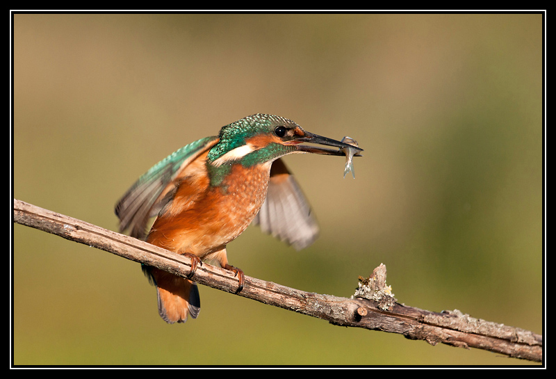 DSC08599-lr2.jpg