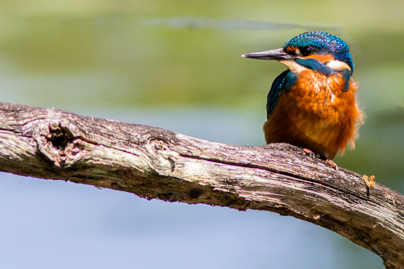 _MG_6560-canon-eos-7D-300-mm-f4-canon-+-ext-1,4-III-canon-f8-1-1000-a-640-iso.jpg