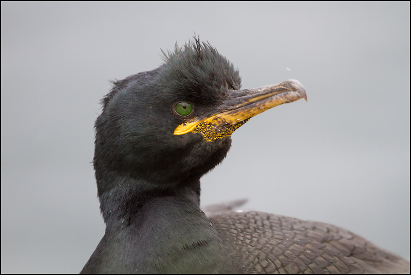 cormoran huppé 1.jpg