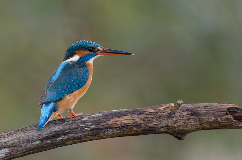 DSC_6139-Modifier-1_I&N2.jpg