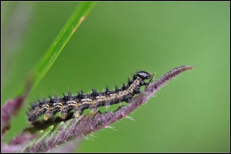 Chenille (M+bague).JPG