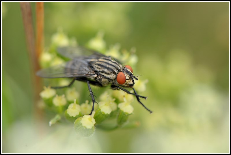 Mouche (M+bague).JPG