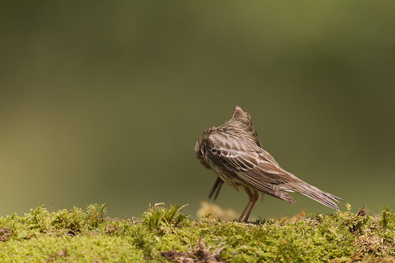 _MG_2750 Pipit des arbres.jpg