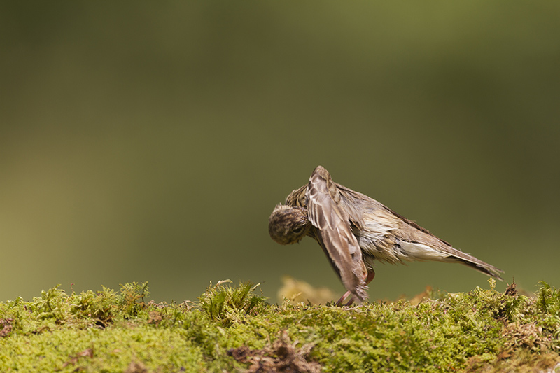 _MG_2753 Pipit des arbres.jpg