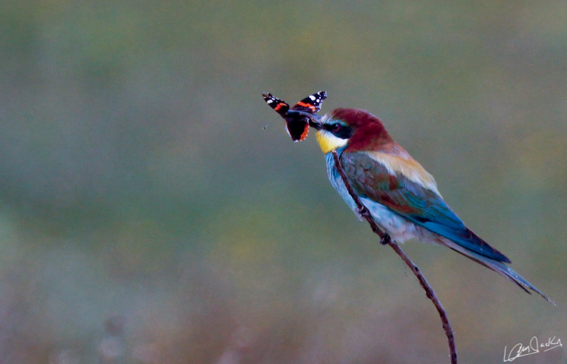 10072011-IMG_6970.jpg