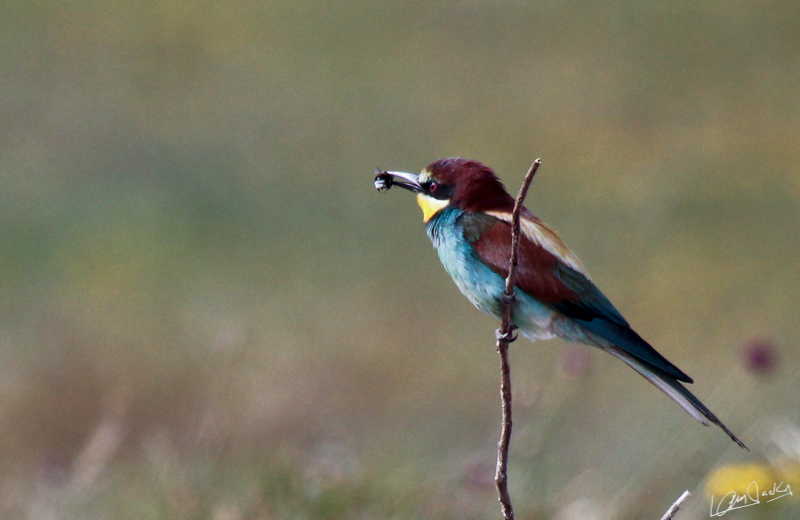 10072011-IMG_7055.jpg