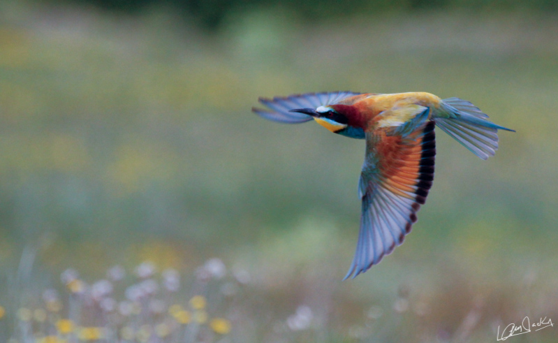 10072011-IMG_6999.jpg