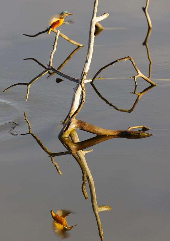 MartinPêcheurMiroir_IGP2191_RP_ImagNatFev15.jpg