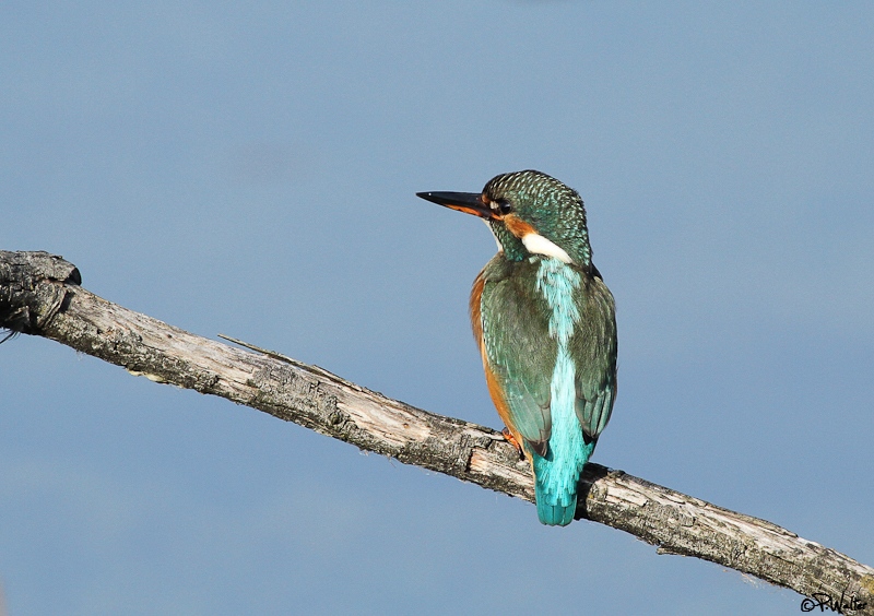 Martin-pêcheur-14.jpg
