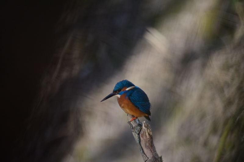 DSC_1332_02.JPG