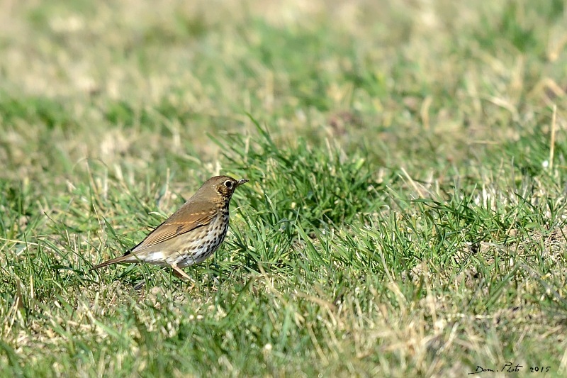 DSC_0623.JPG