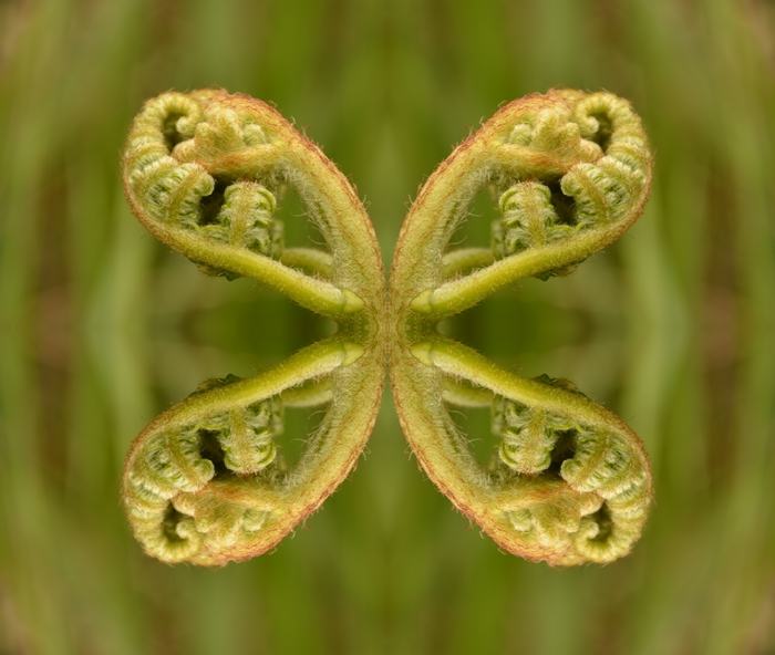 3.Papillon.jpg