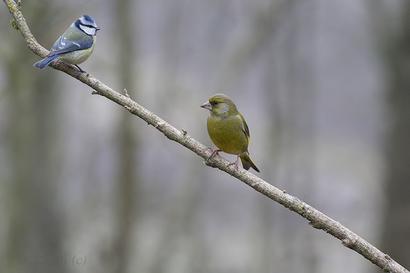 seresville_18-02-2015-15-35-54_0411.jpg