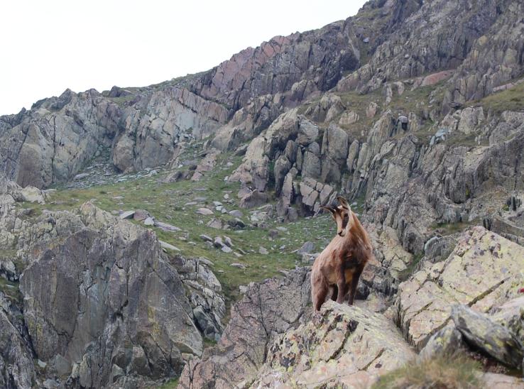Chamois2.jpg