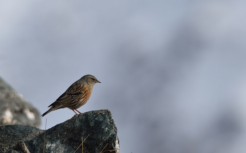 DSC_9653.jpg