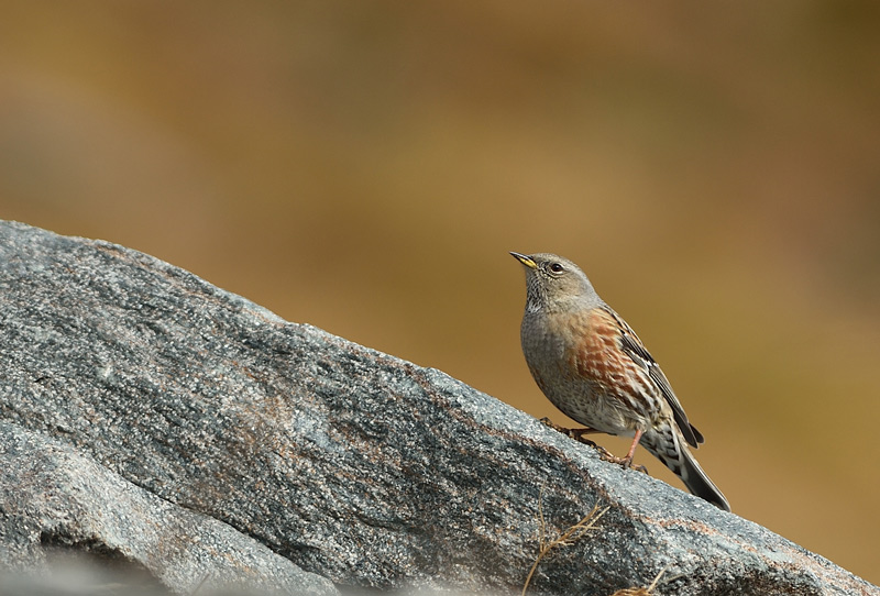 DSC_9662.jpg