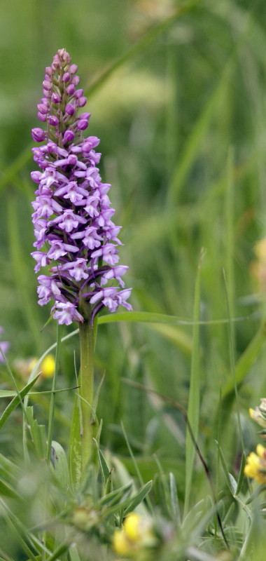 Orchis moucheron -.jpg
