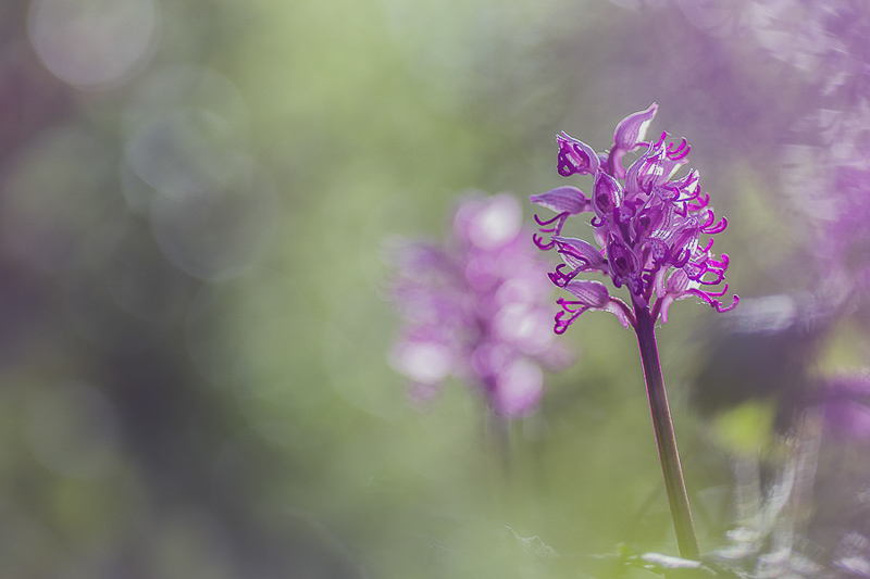 2014Orchis simia#8I&NI&N.jpg