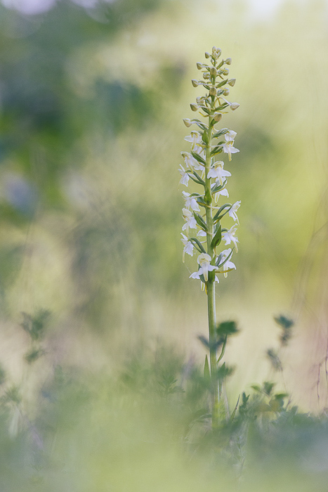 2014Platanthera chlorantha#4I&NI&N.jpg