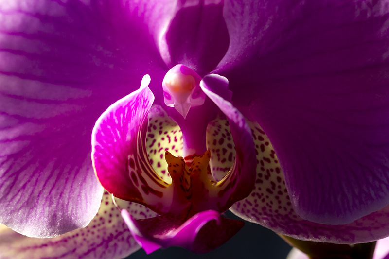 Orchidée 07.jpg