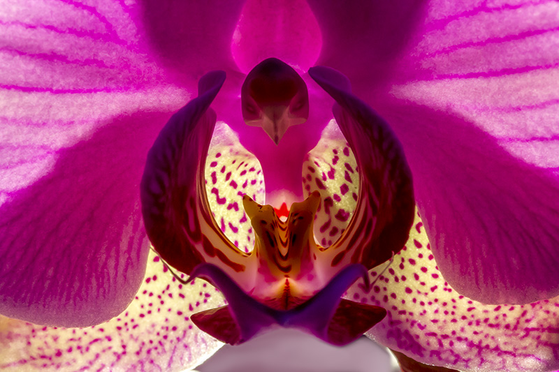 Orchidée 09.jpg