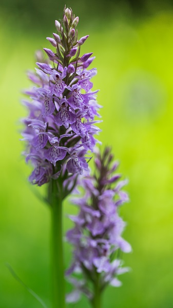 18. En mauve et vert  Orchis maculé Dactylorhyza maculata.jpg
