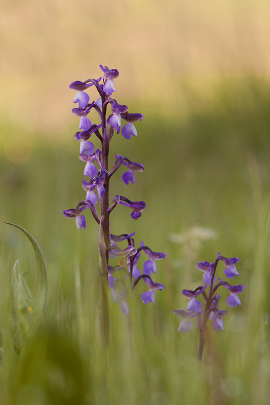 2-Orchis morio.jpg