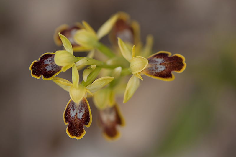 3-Ophrys des lupercales.jpg