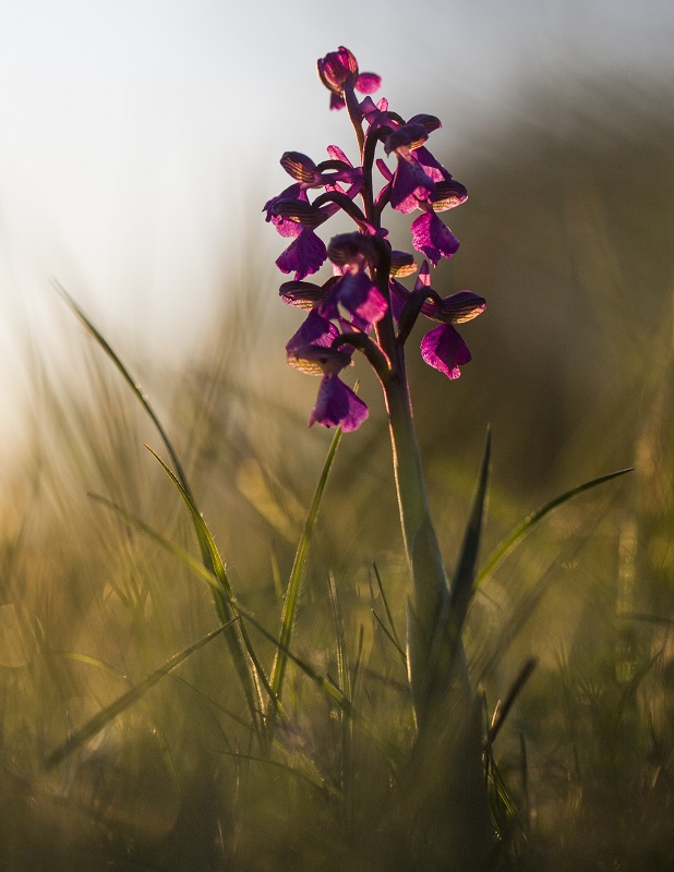 _00A7898 orchis bouffon (Anacamptis morio)  green veined orchid.jpg