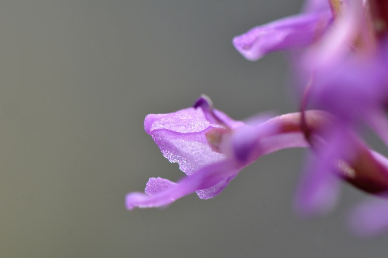 orchys-02 (Copier).jpg