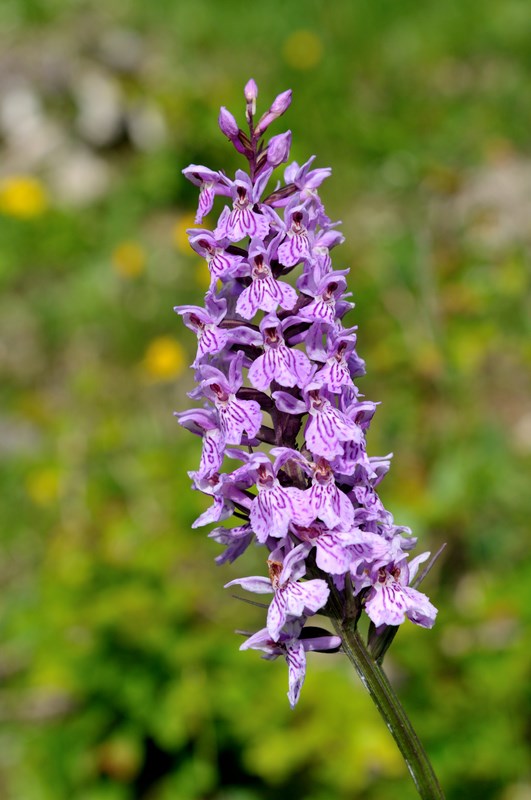 orchys-04 (Copier).JPG