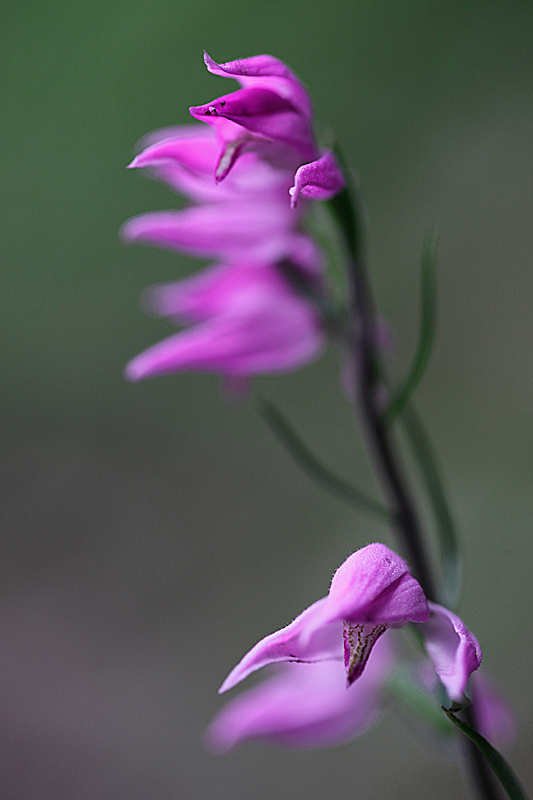 Cephalanthére rose (Cephalanthera rubra ) 5 copie.jpg