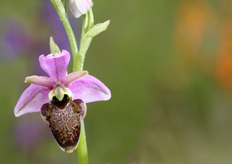 ophrys de l'Aveyron 1.jpg