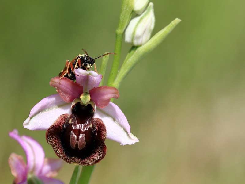 ophrys de l'Aveyron et acantholyda hieroglyphica.jpg