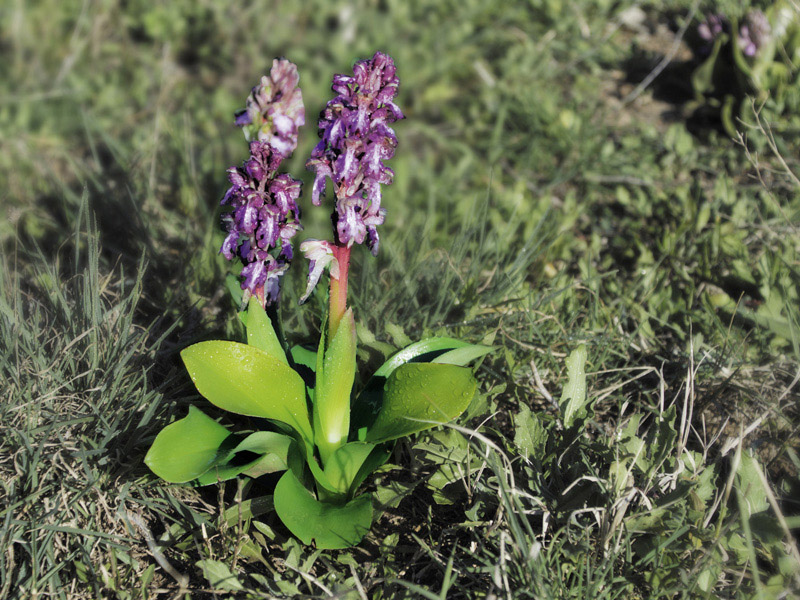1 orchidée.jpg