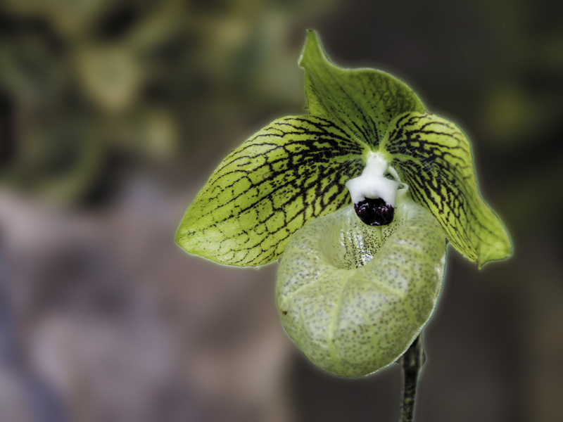 2 orchidée.jpg