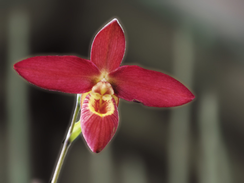 3 orchidée.jpg