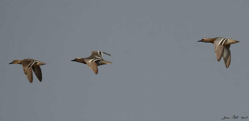 DSC_1735.JPG