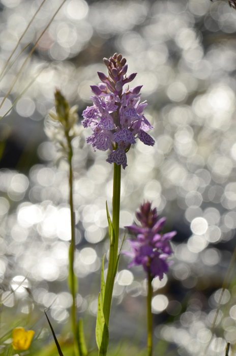 _DSC6232 copie 3.jpg