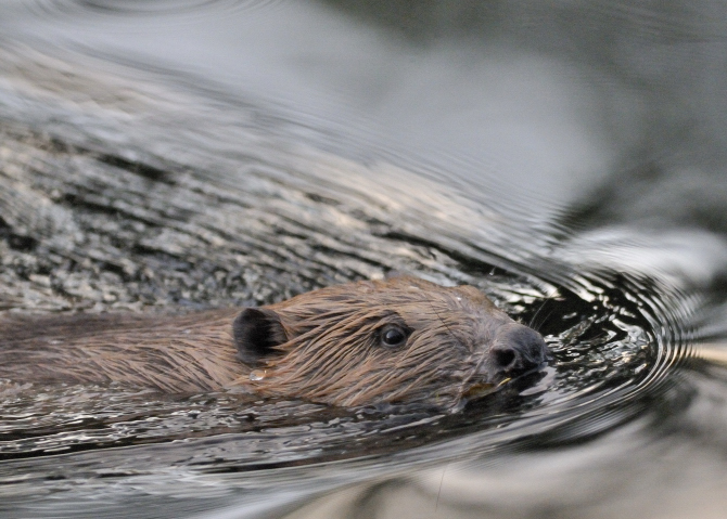 0807_4506 castor.JPG