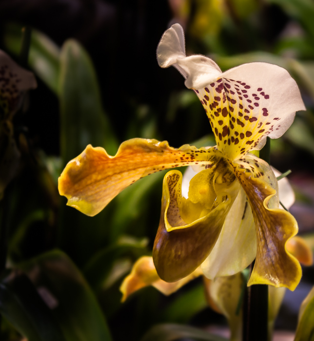 orchid-2.jpg