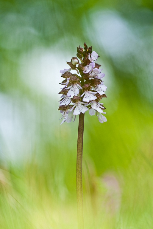 Orchis_pourpre.jpg