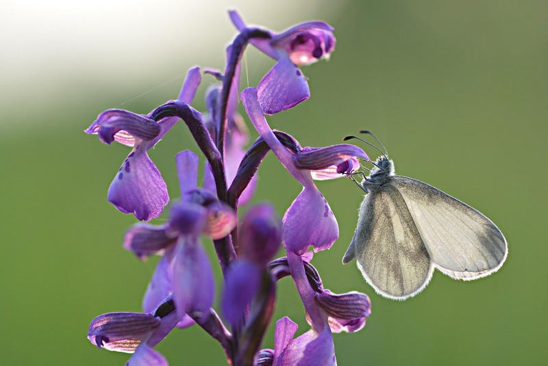 Piéride de la moutarde et orchidées.jpg