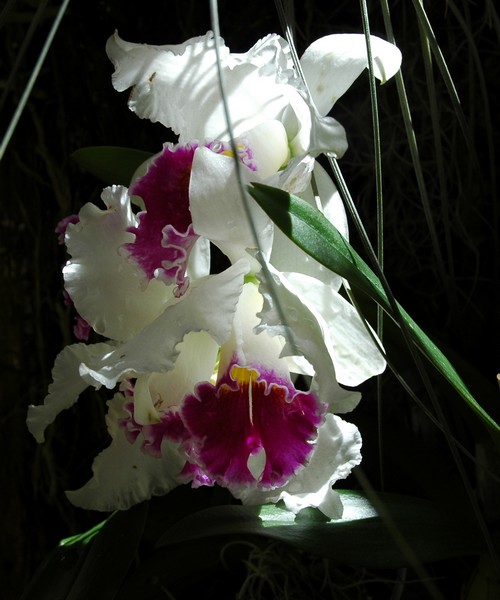 DSC_0404b.jpg