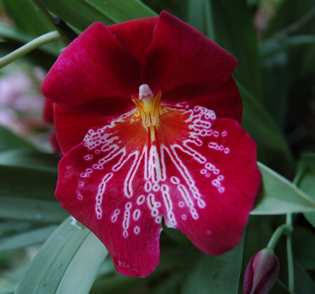 DSC_0392VV.jpg