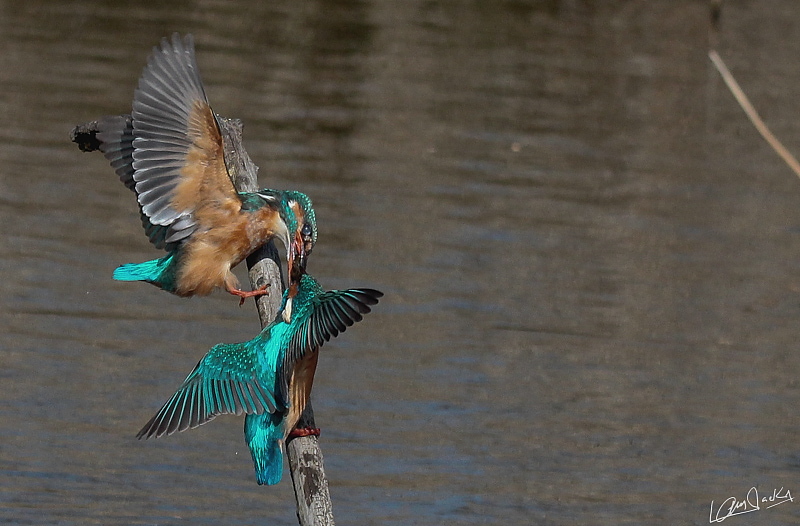 01042013-IMG_3201.jpg