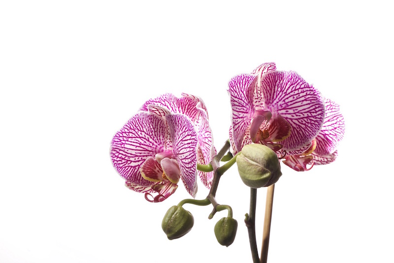 Orchidées 8 Mars 2015 high key 2 - small.jpg