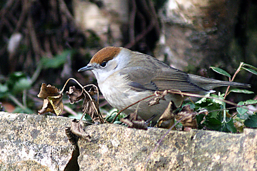 Fauvette---St-Rambert---1411.jpg